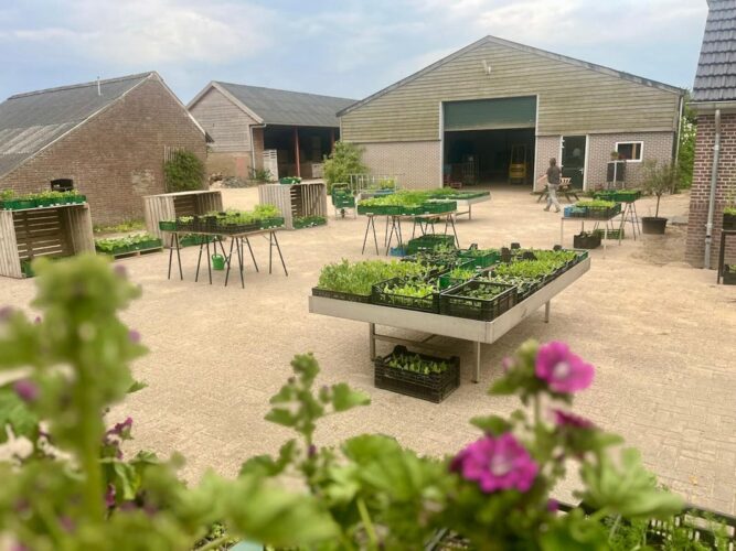 Plantjesmarkt op boerenerf. Eb- en vloedtafels met opgekweekte plantjes. Schuren in de achtergrond.