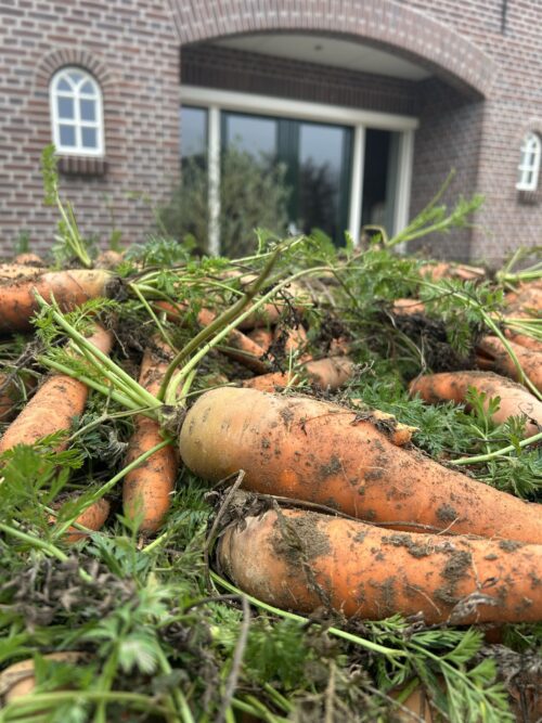 Grote kist vol met wortels